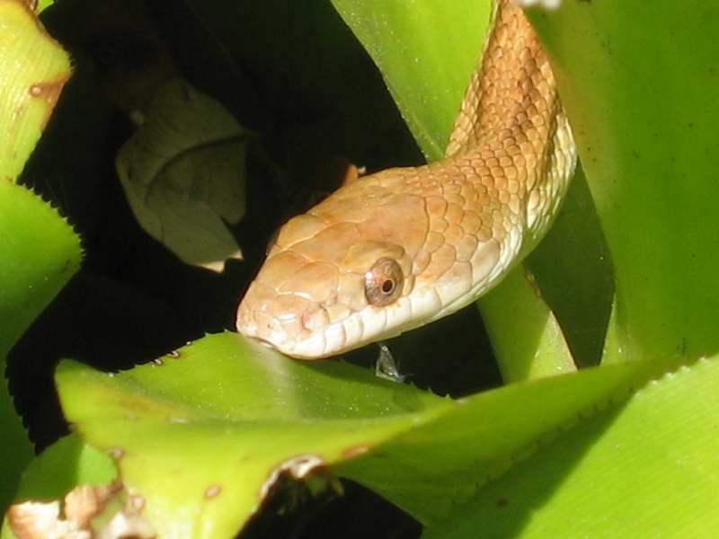 Corn Snake in my atrium.jpg