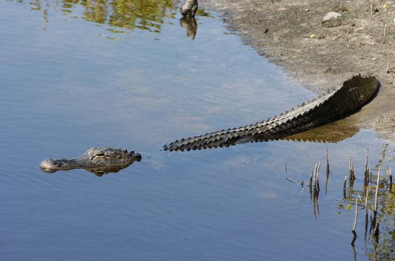 Gator Merritt Is. Refuge.jpg