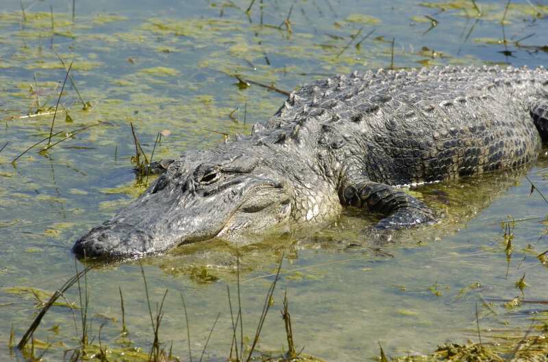 Gator @ Merritt Is. Wildlife Refuge.jpg