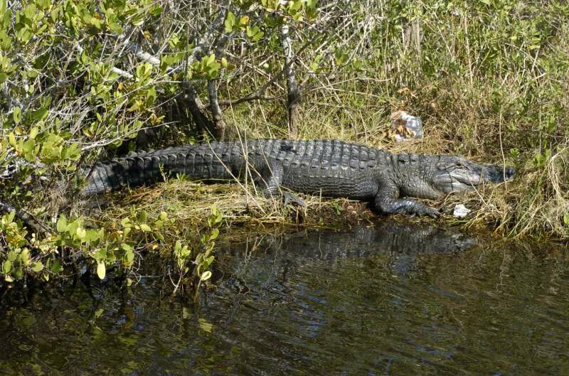 Gator sunning.jpg