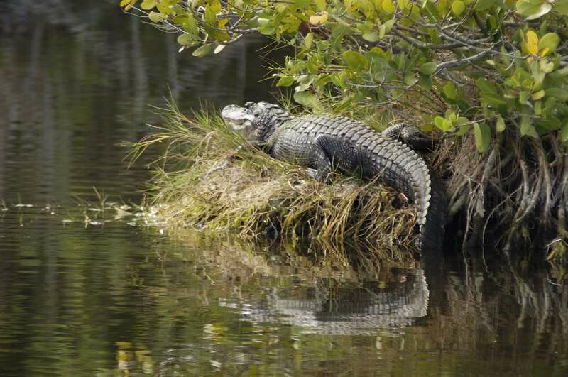 Gator sunning 1.jpg