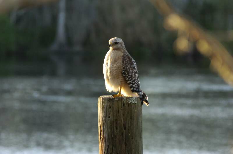 Hawk at Blue Springs FL.jpg