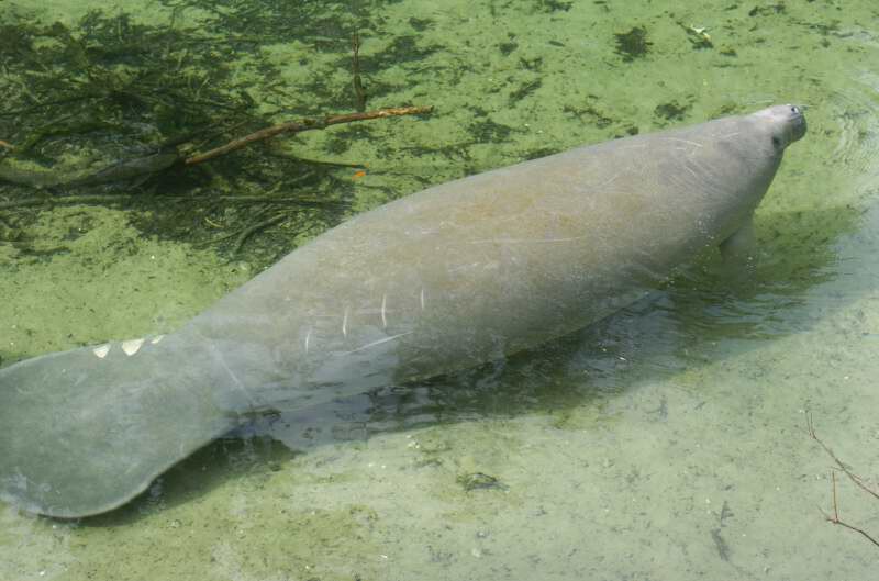 Manatee at Blue Springs FL.jpg