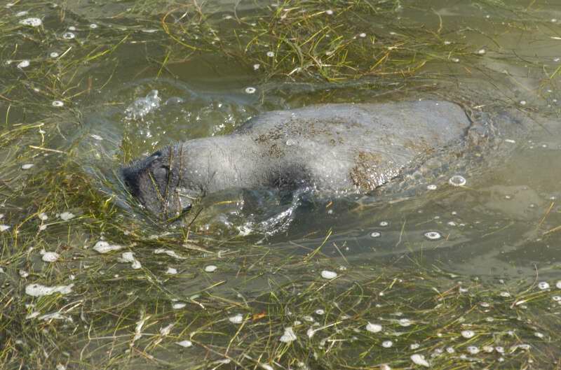 Manatee taking a breath.jpg