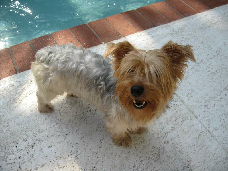 My Yorkie Missy.jpg