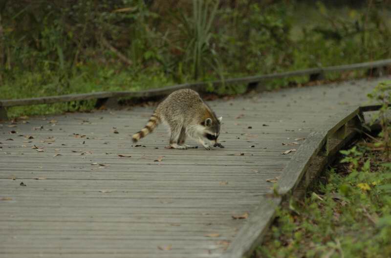 Racoon Blue Springs FL.jpg