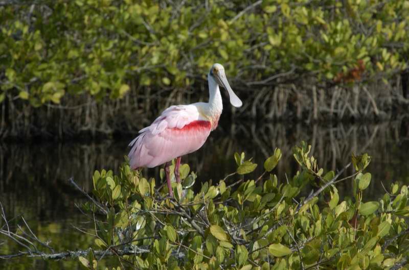 Rosette Spoonbill.jpg