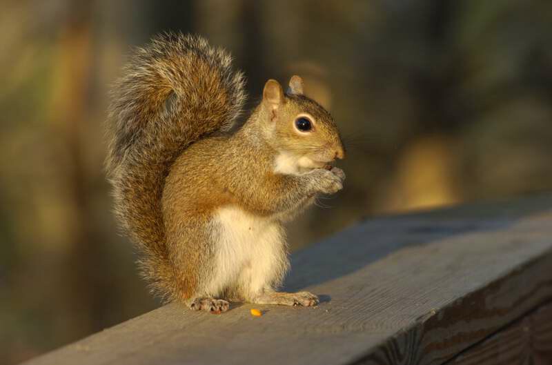 Squirrel Blue Springs FL.jpg