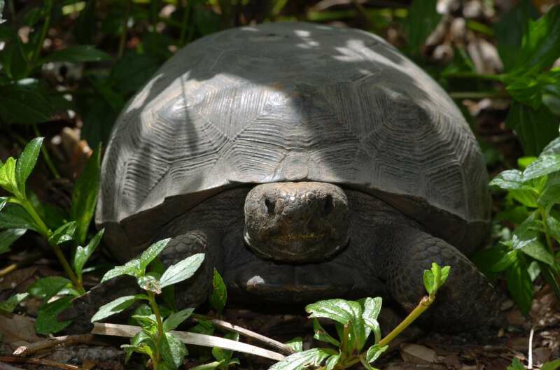Turtle in my yard