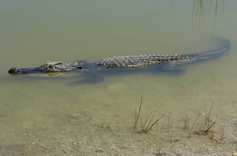 Young Gator.jpg