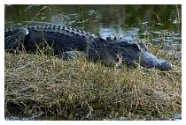 Gator1.jpg