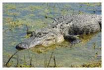 GatorMerrittIs.WildlifeRefuge.jpg