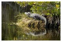 Gatorsunning1.jpg