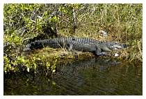 Gatorsunning.jpg