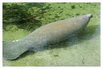 ManateeatBlueSpringsFL.jpg