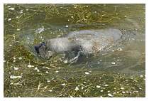 Manateetakingabreath.jpg