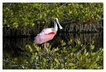 RosetteSpoonbill.jpg