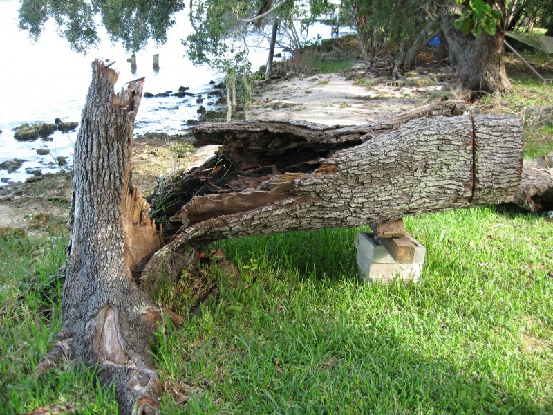 treedown2.jpg