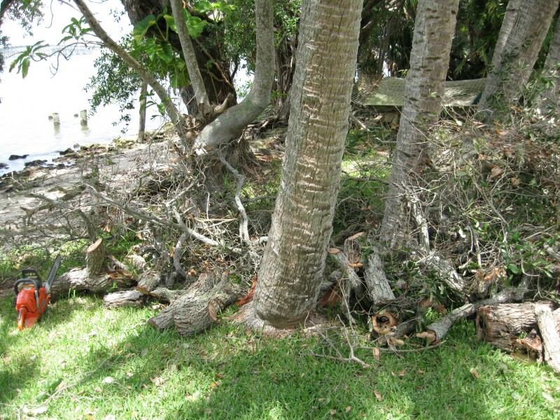 treedown4.jpg