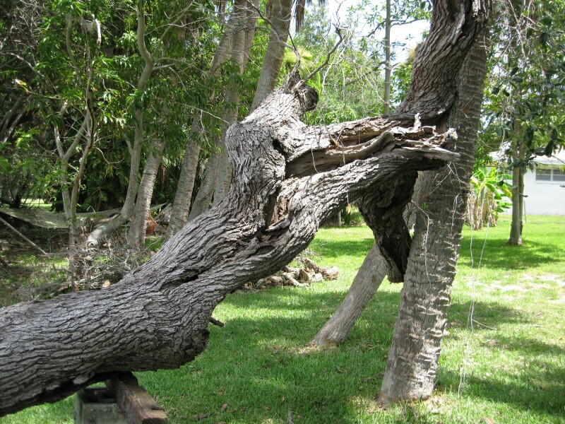 treedown5.jpg